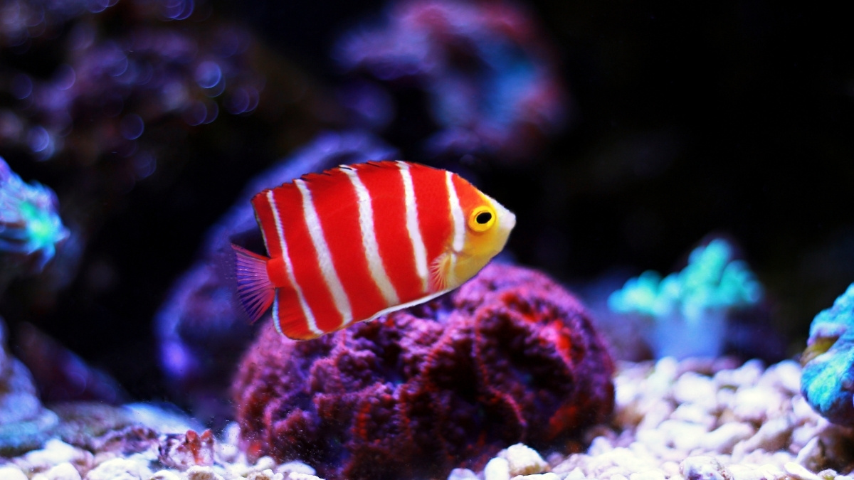 Peppermint Angelfish Most Expensive Aquarium Fish