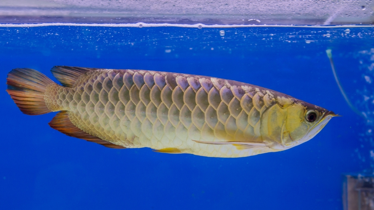 Platinum Arowana Most Expensive Aquarium Fish