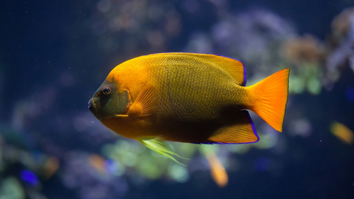 _Clarion Angelfish Most Expensive Aquarium Fish