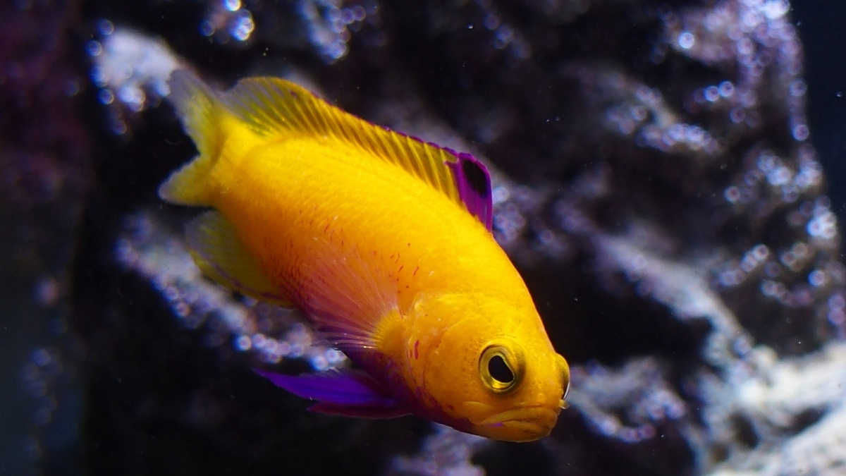 _Golden Basslet Most Expensive Aquarium Fish