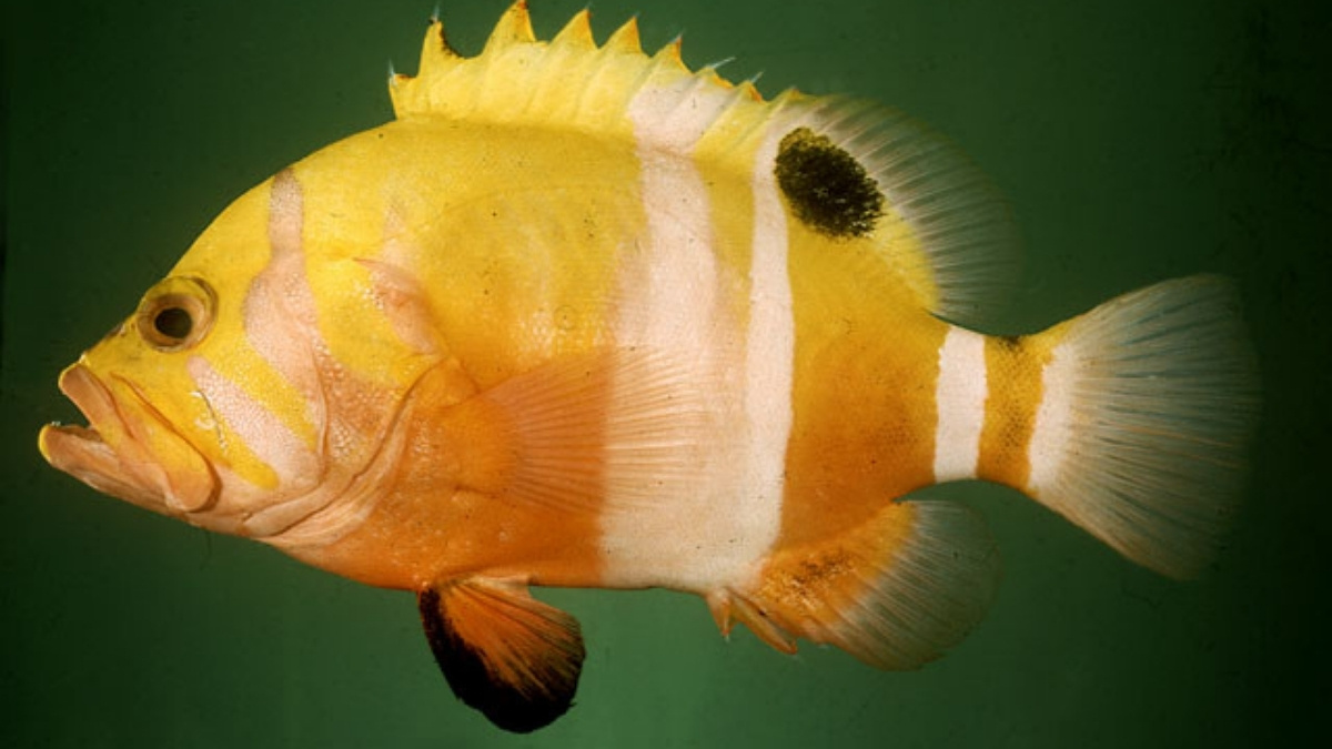 _Golden Basslet Most Expensive Aquarium Fish