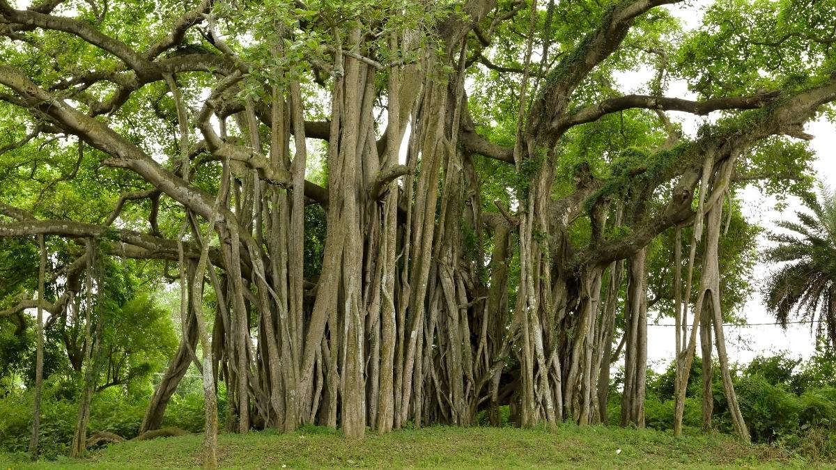 banyan tree