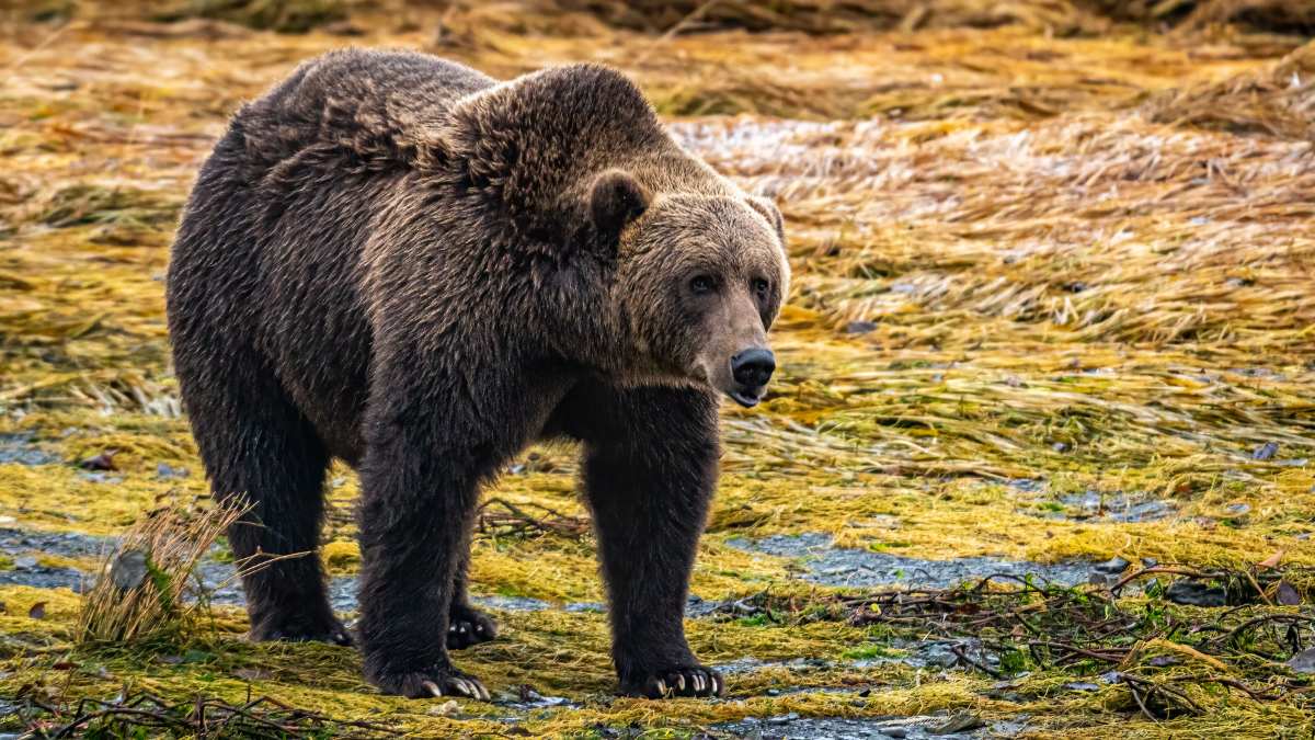 Kodiak Bear
