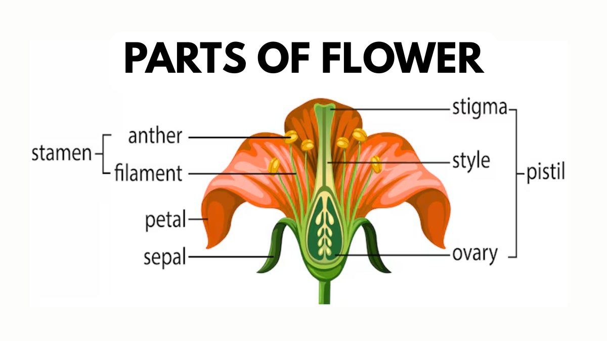 flower parts