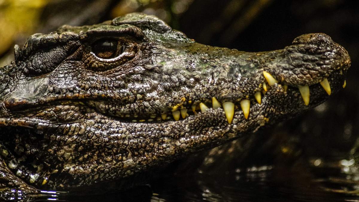 American Alligator