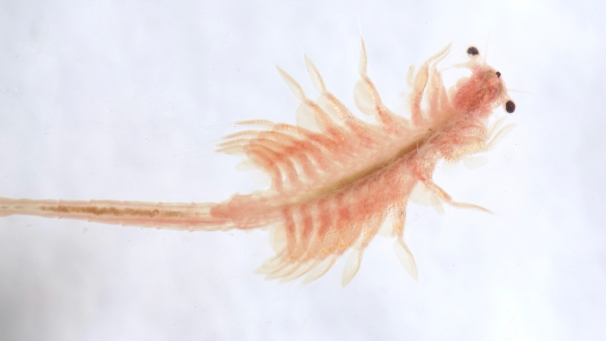 Brine Shrimp animal that can survive in space