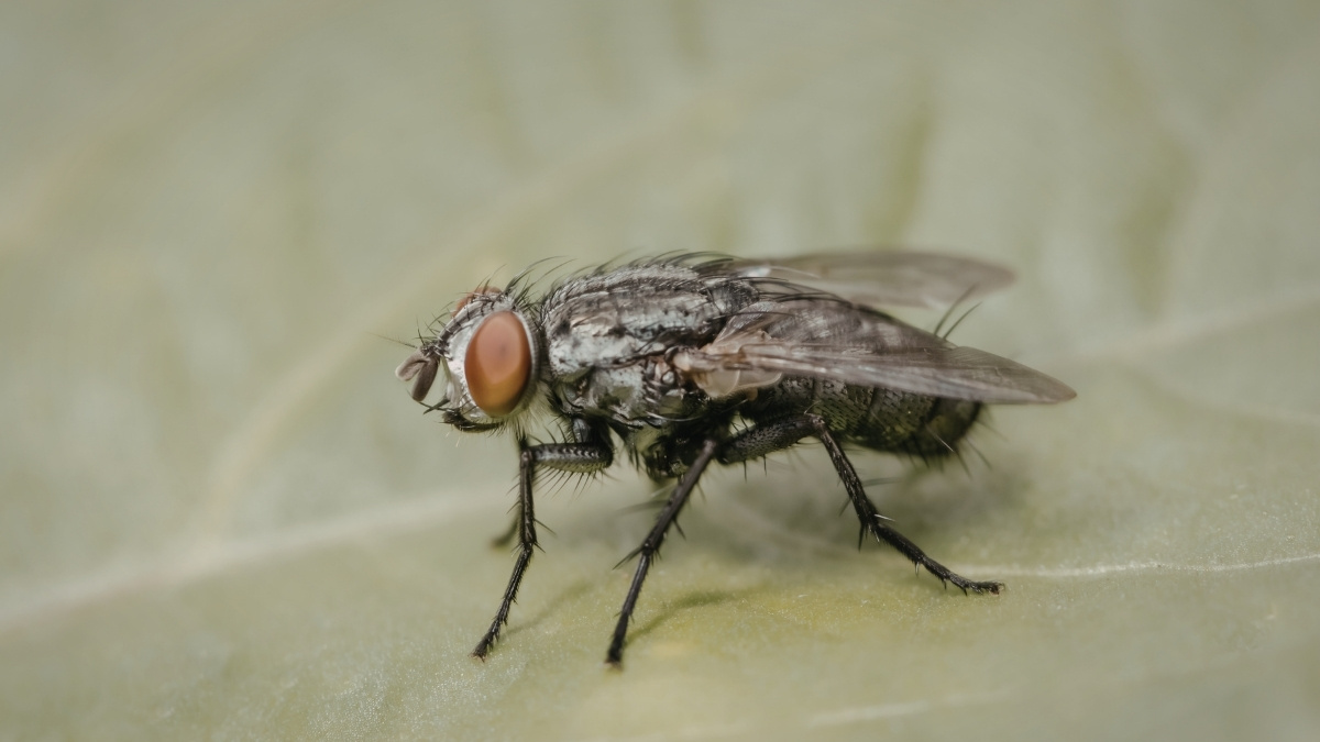 Fruit Flies animal that can survive in space