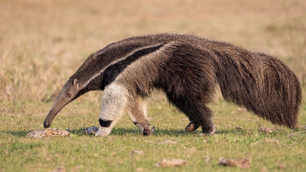 Giant Anteater