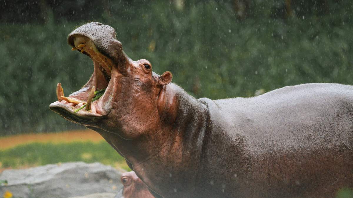 Hippopotamus