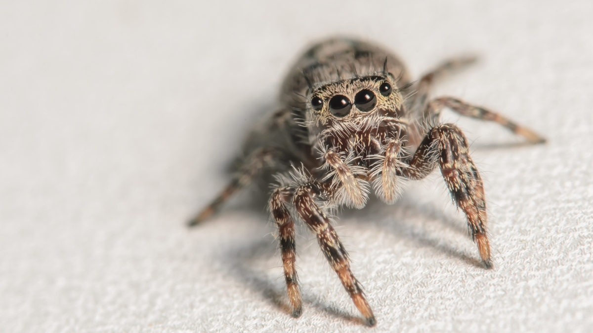 Jumping Spider animal that can survive in space