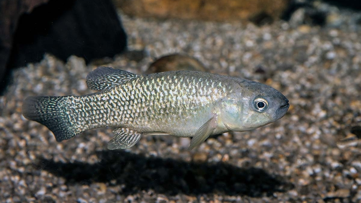 Mummichog animal that can survive in space