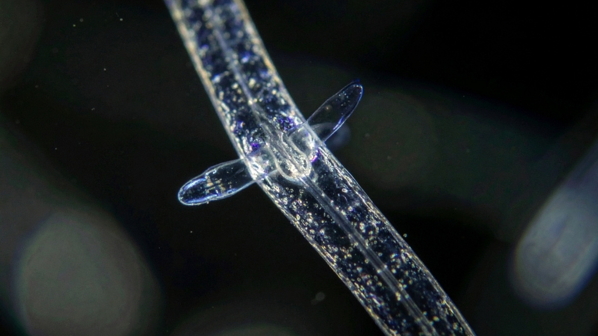 Nematodes animal that can survive in space