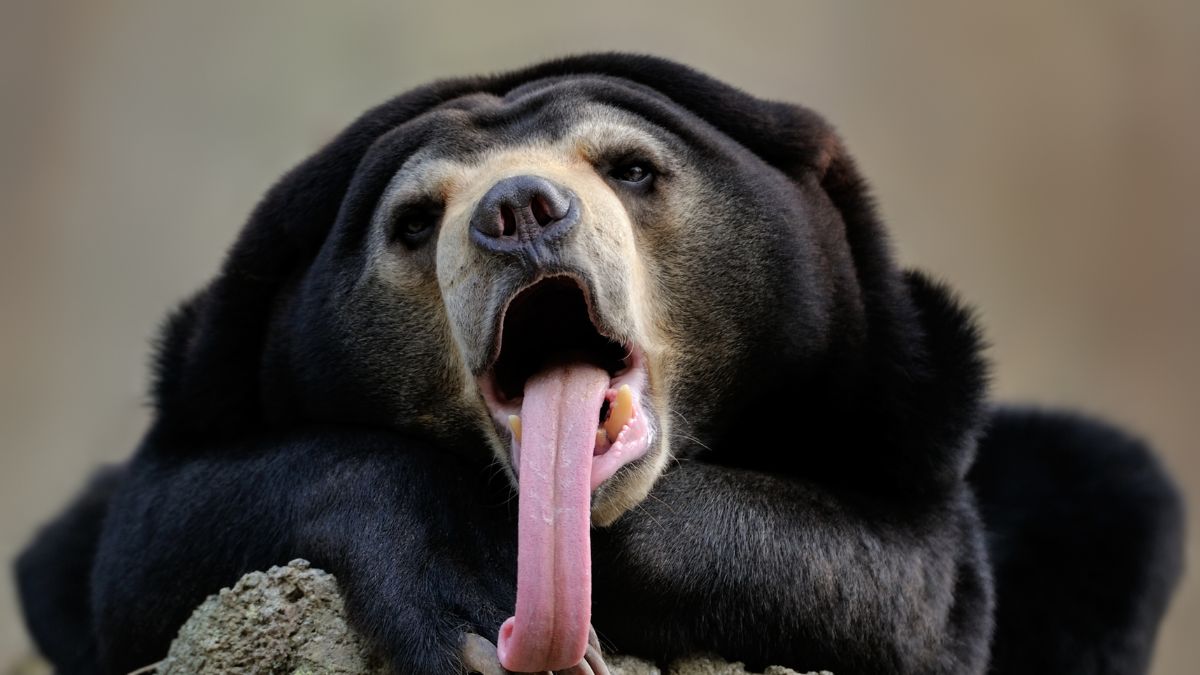 SUn Bear