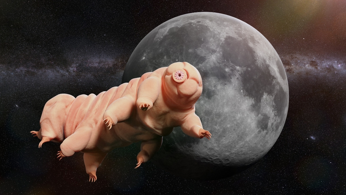 Tardigrades animal that can survive in space
