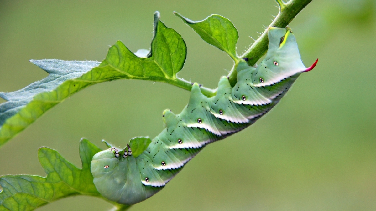Tobacco Hornworm animal that can survive in space