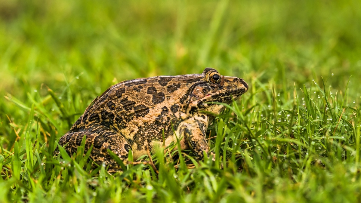 _Indian Bullfrog