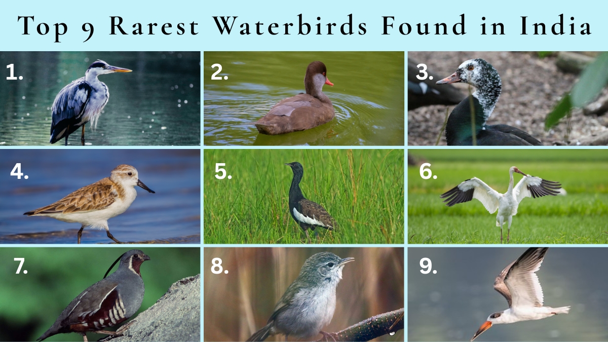 Top 9 Rarest Waterbirds Found in India