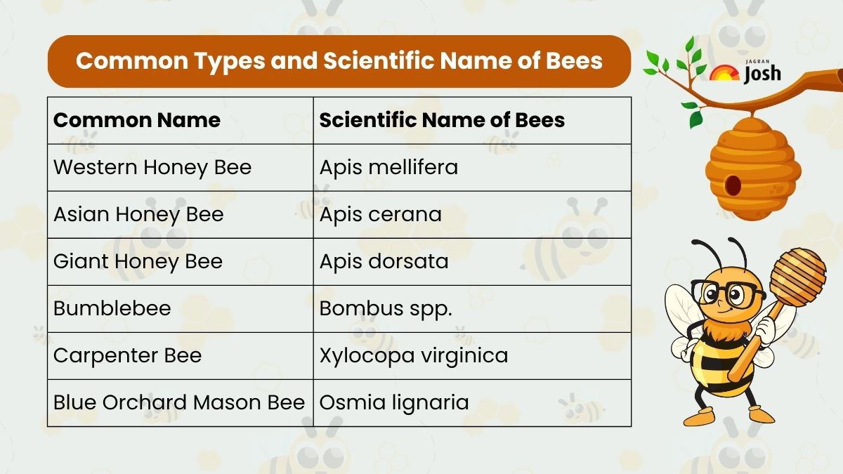 Scientific name of bee