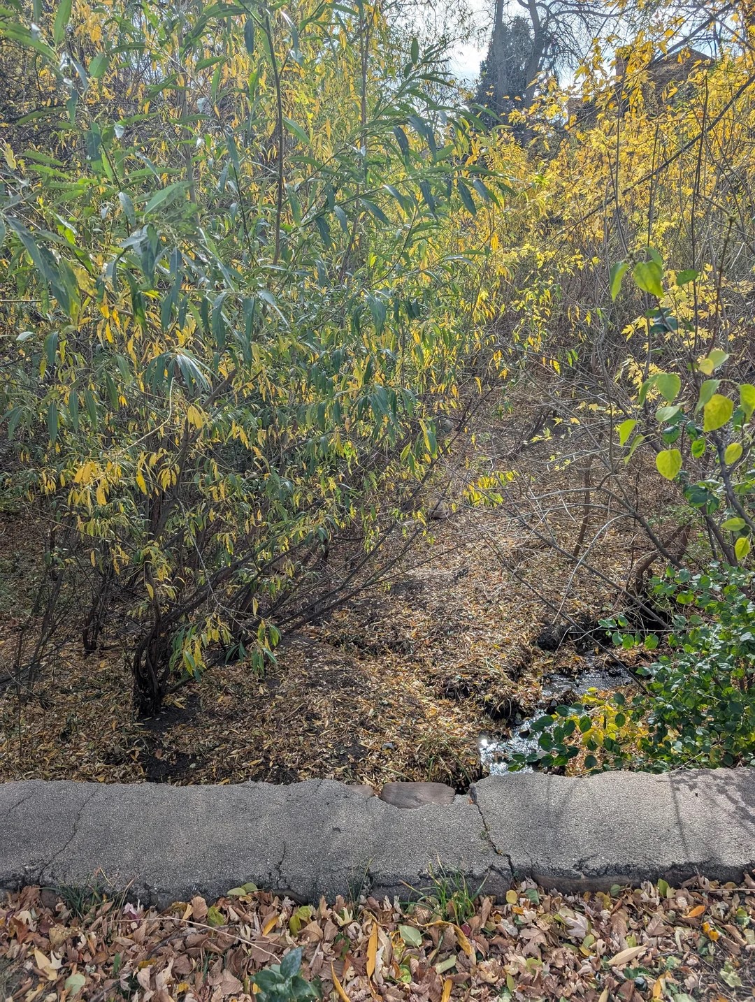 find-the-2-deer-v0-pbbbpbourxzf1