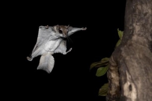 flying squirrel