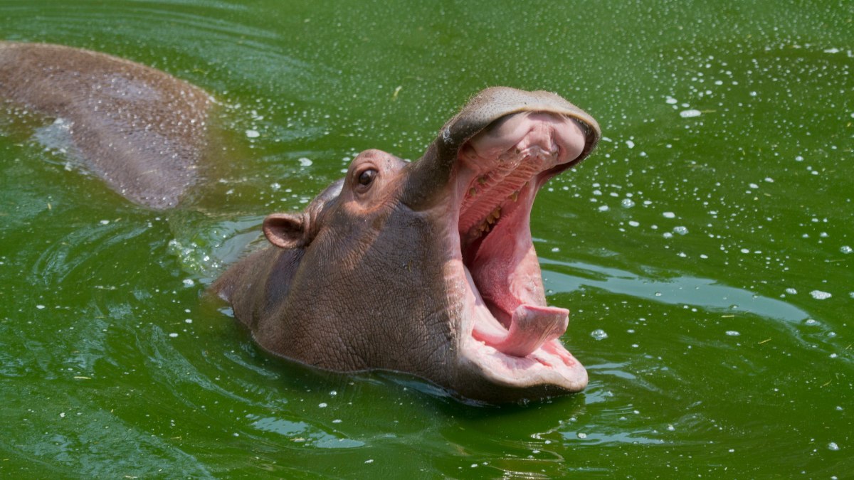 Hippopotamus (1)