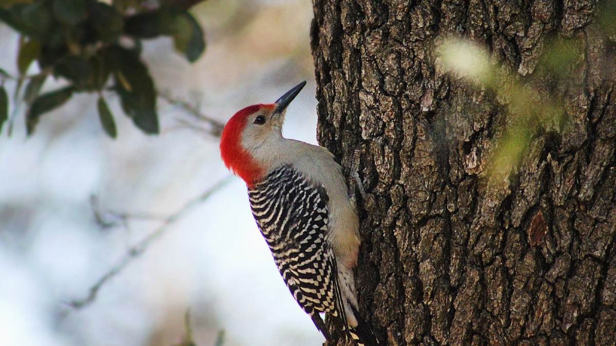 Woodpecker