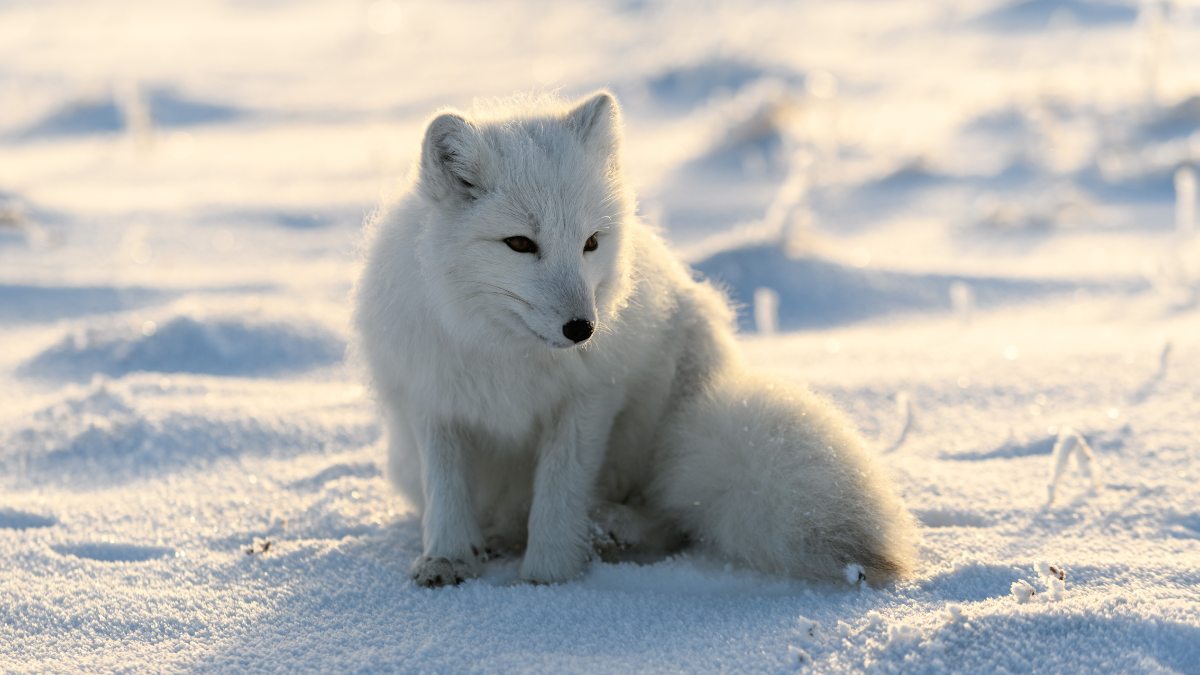 Arctic Fox (1)