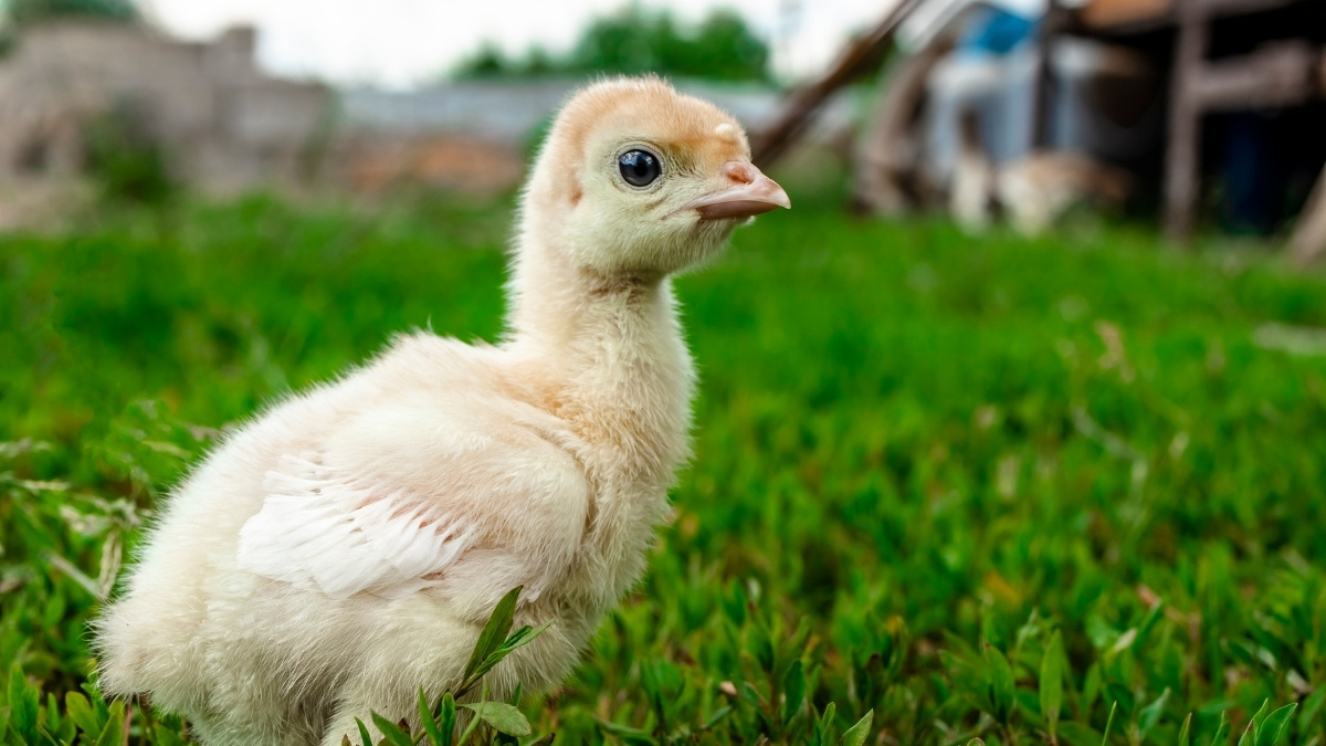 Baby turkey 