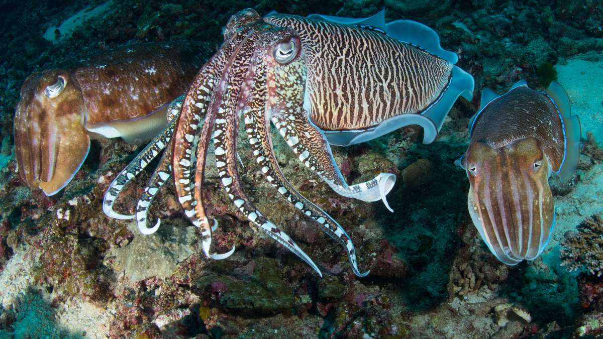 Cuttlefish