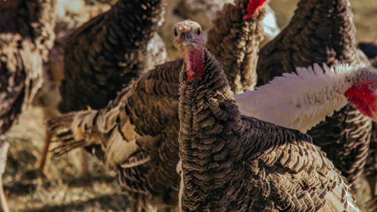 Female turkey hens 