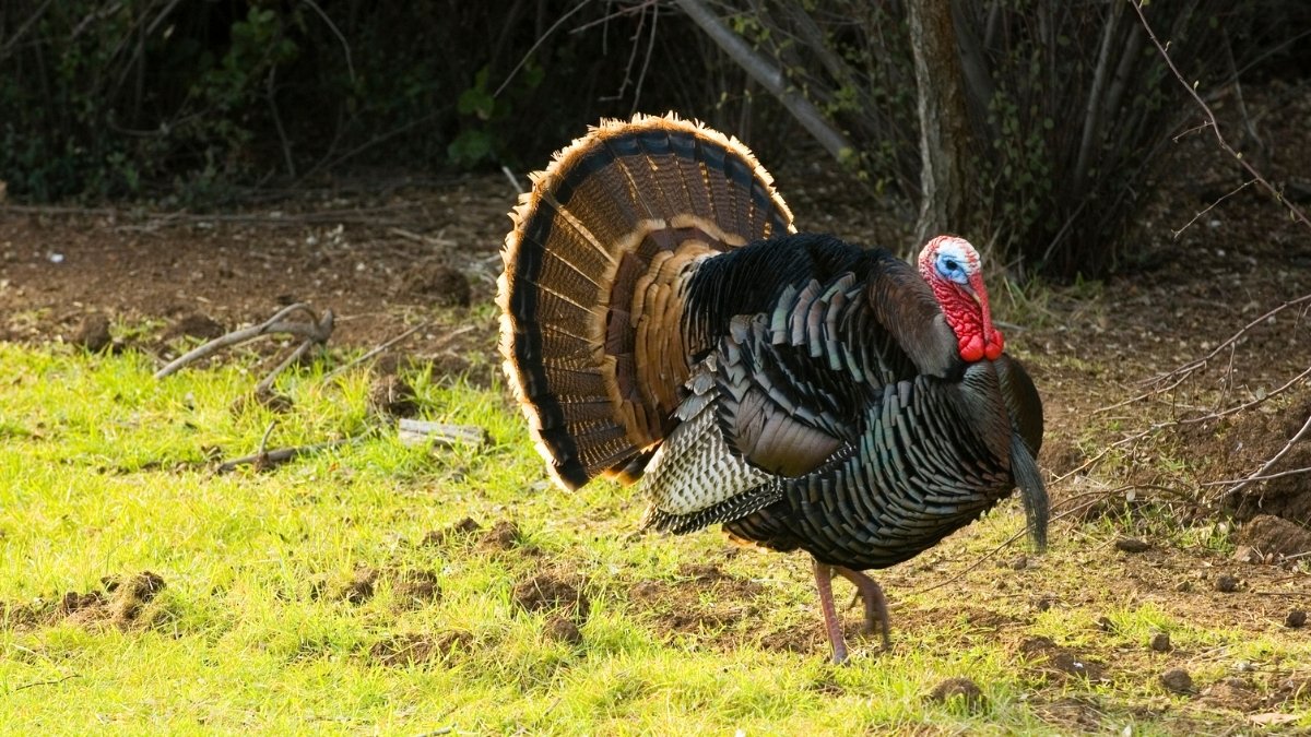 Male tom turkey 