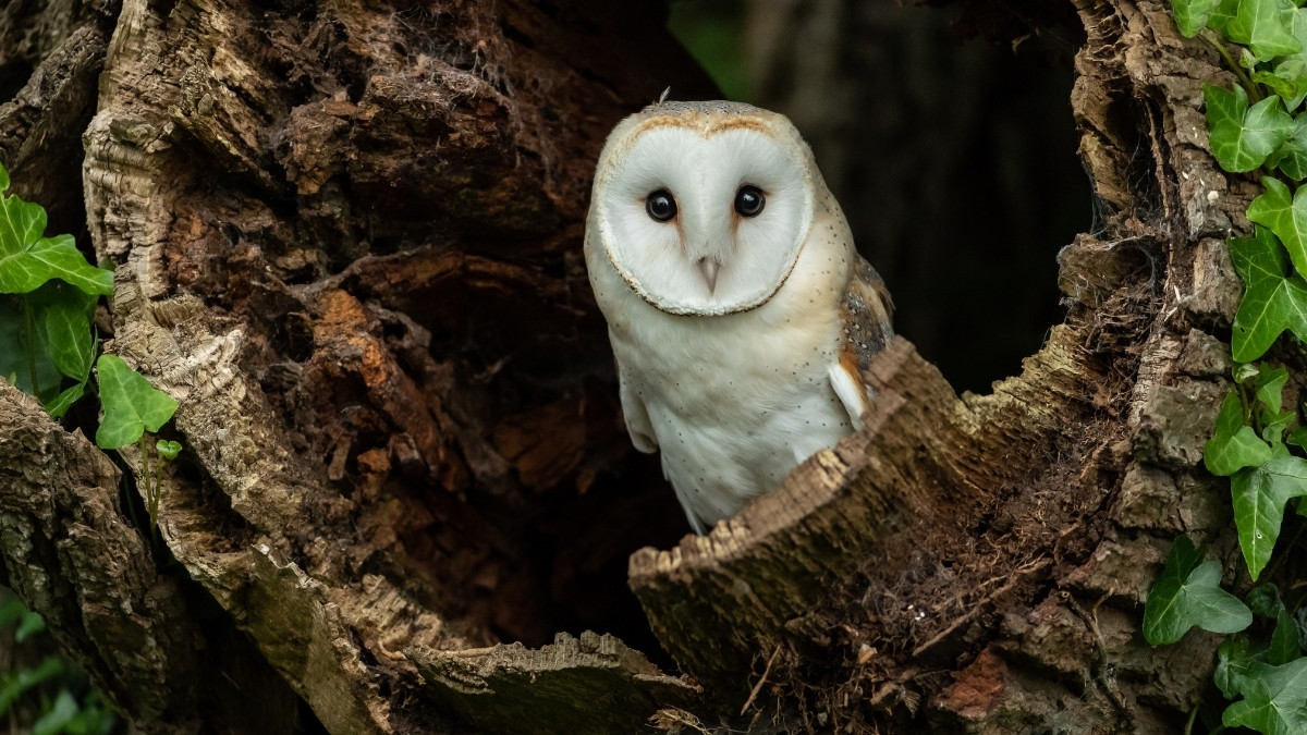 Barn Owl - Bird that chirp at the night