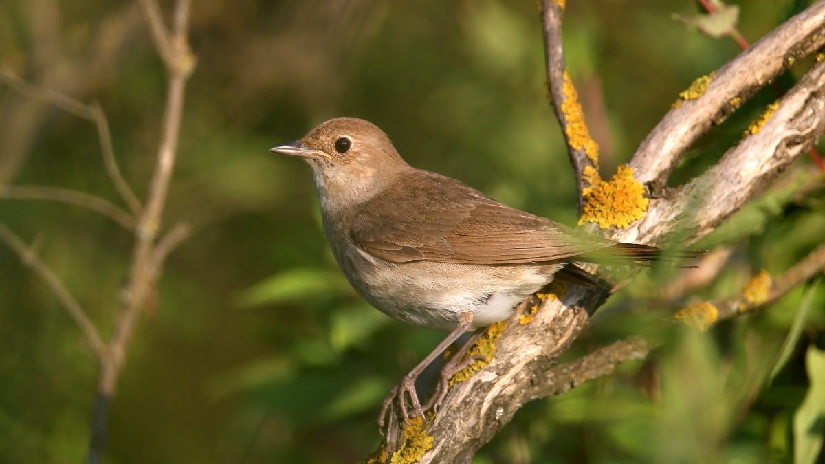 Common Nightingale - Bird that chirp at the night
