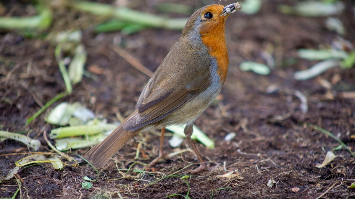 European Robin - Bird that chirp at the night