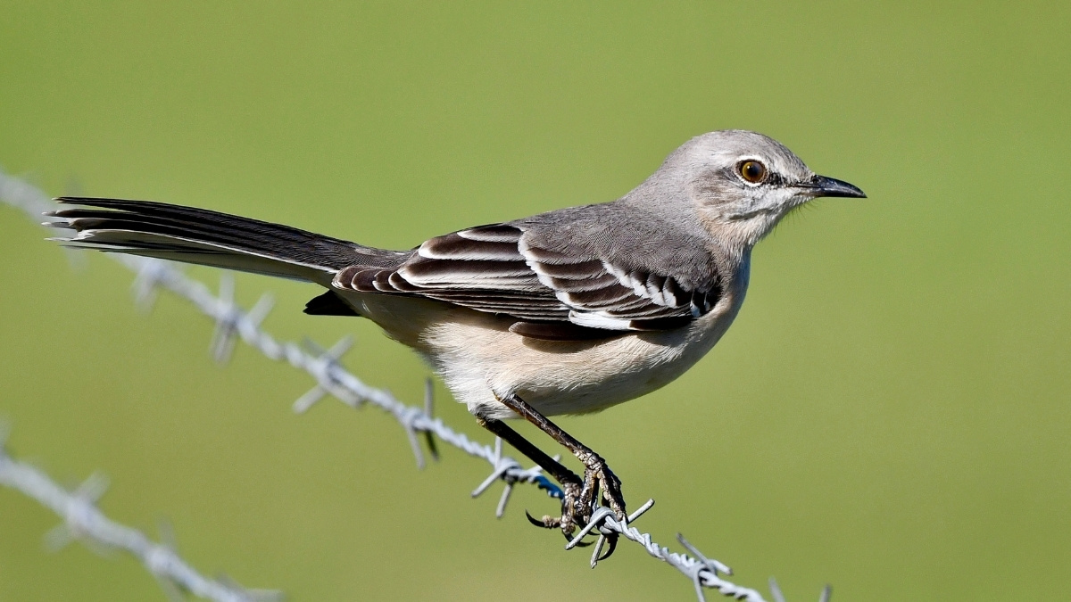 Northern Mockingbird - Bird that chirp at the night