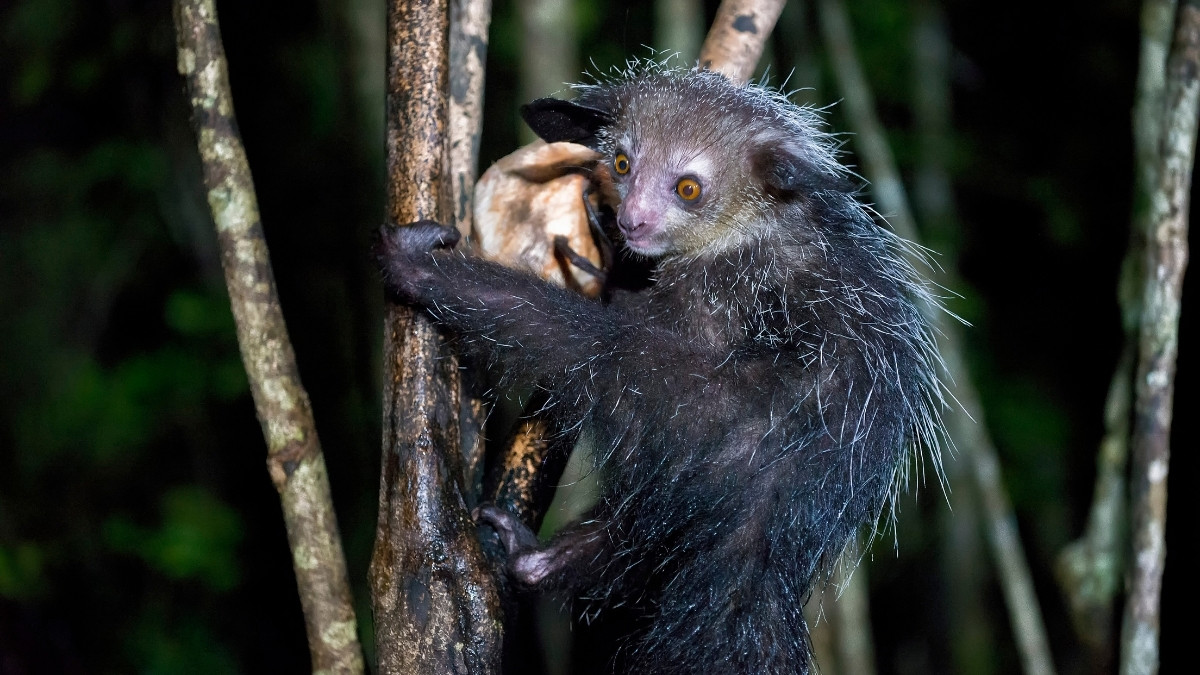 Aye Aye - Ugliest animals in the world