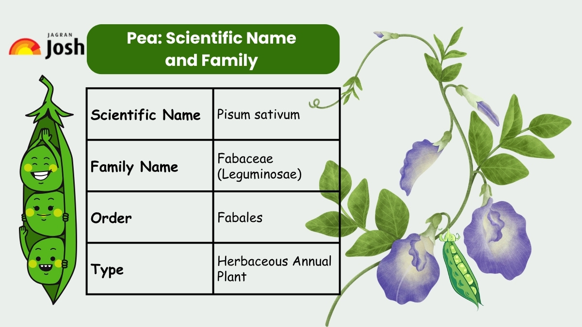 Pea Scientific Name and Family