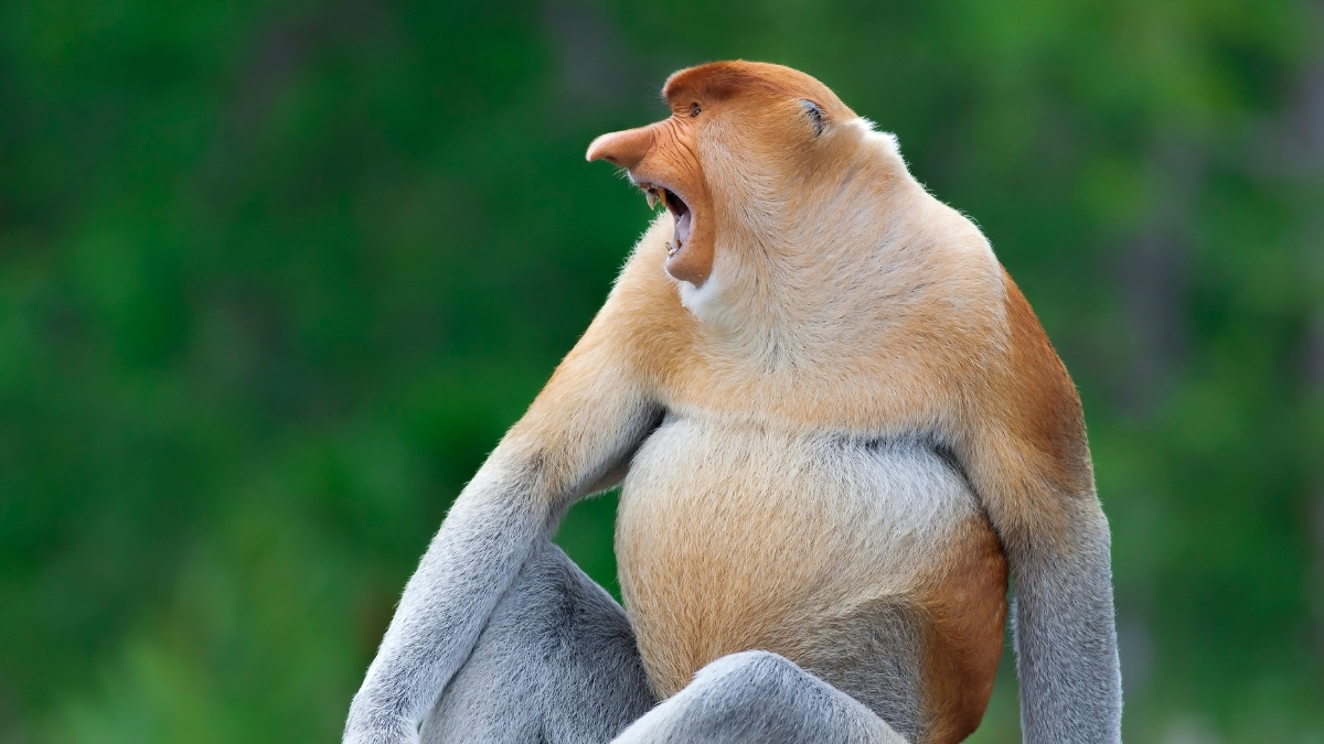 Proboscis Monkey - Ugliest animals in the world