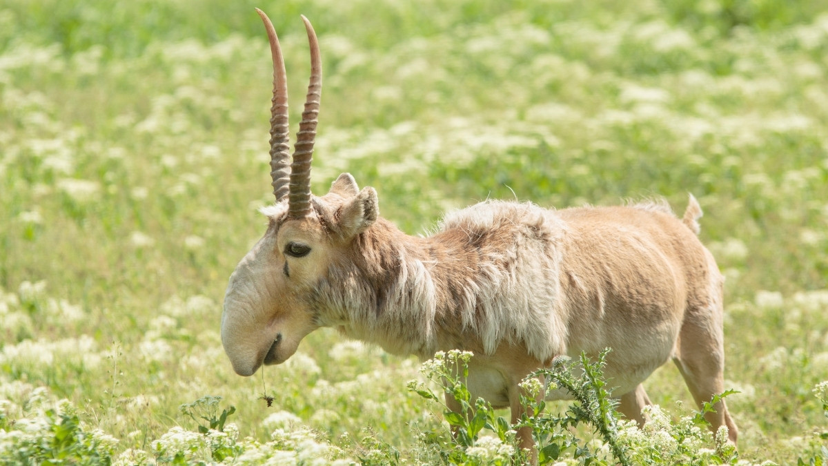 Saiga Antelope - Ugliest animals in the world