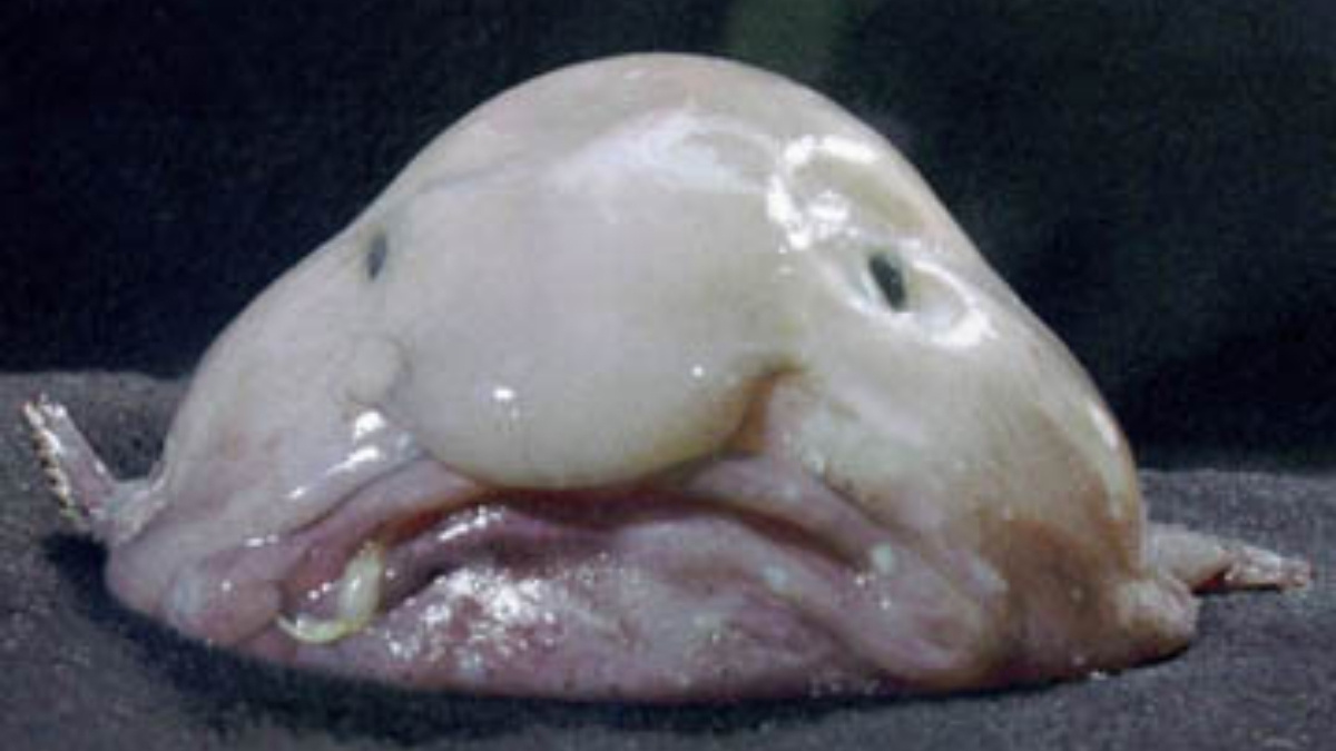 The Blobfish - Ugliest animals in the world
