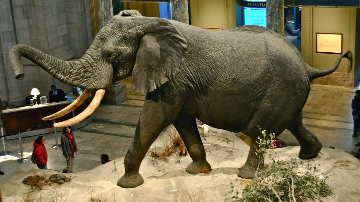 largest elephant in the world (1)