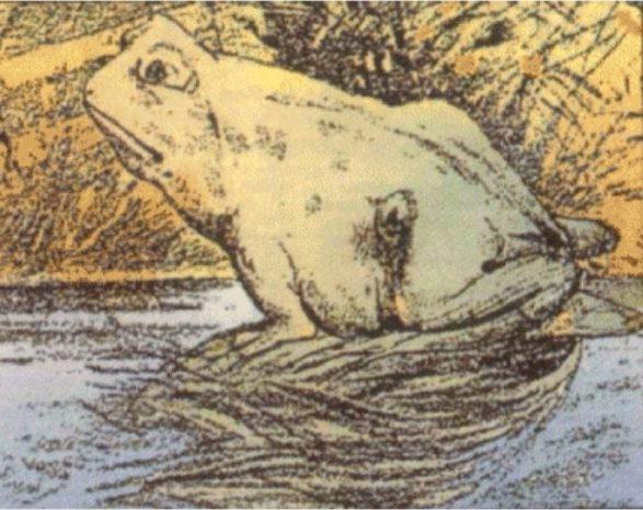find the animal hidden in frog picture