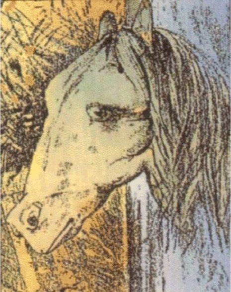 find the animal hidden in frog picture solution