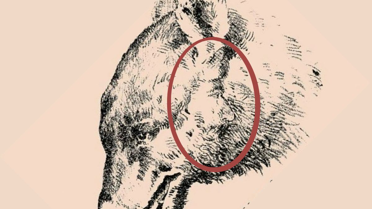 can you see the hidden man face-sol