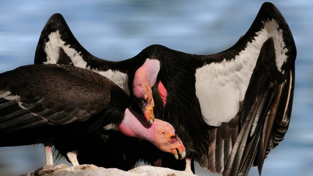 California Condor