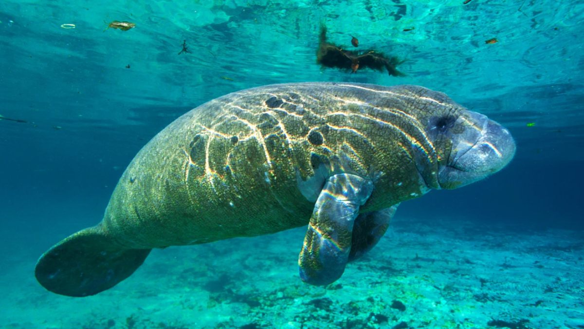 Florida Manatee