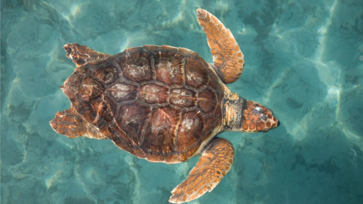 Loggerhead Sea Turtle
