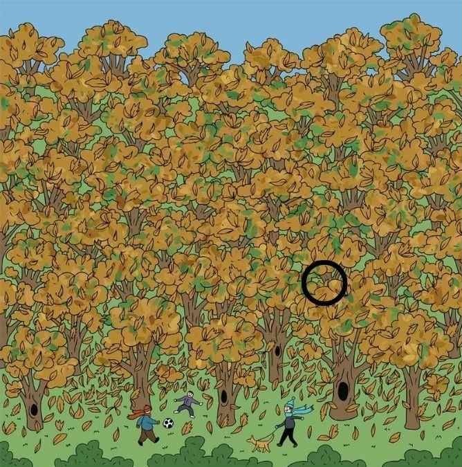 hidden-squirrel-optical-illusion-answer