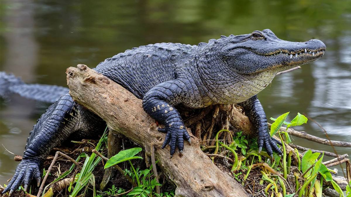 Alligator