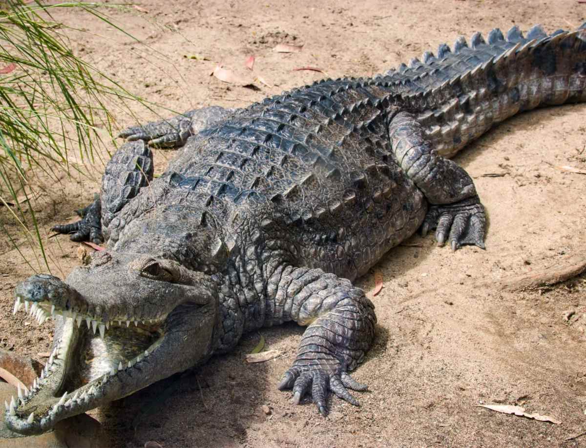Crocodile